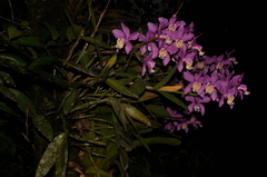 Cattleya harrisoniana