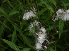 Erechtites hieraciifolius