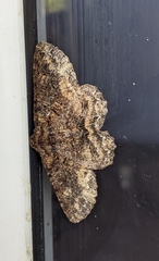 Paradromulia ambigua