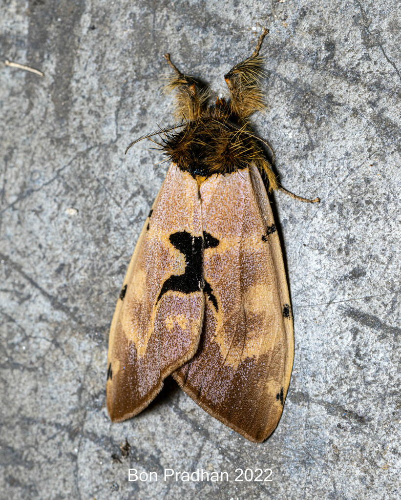 Pida patrana