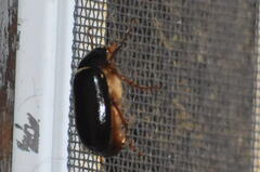 Phyllophaga