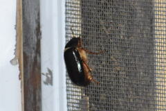 Phyllophaga