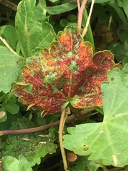 Synchytrium australe