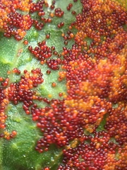 Synchytrium australe