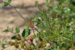 Vicia disperma
