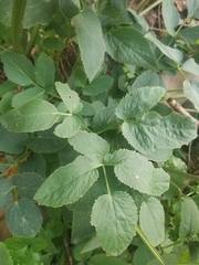 Zizia aurea