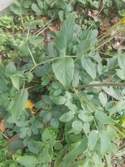 Zizia aurea