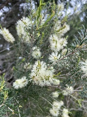 Melaleuca viminea