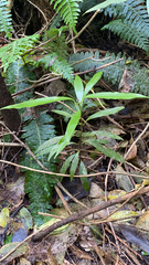 Beilschmiedia tawa