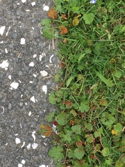 Synchytrium australe