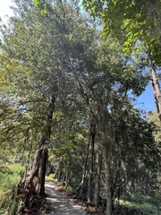 Quercus laurifolia