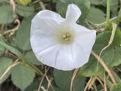 Calystegia