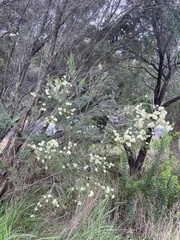 Melaleuca viminea