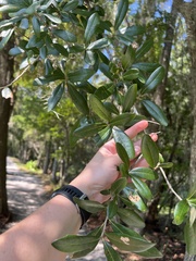 Quercus laurifolia