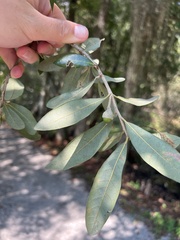 Quercus laurifolia