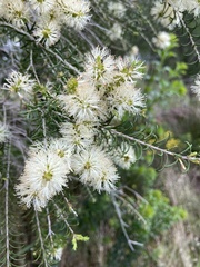 Melaleuca viminea