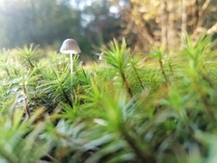 Mycena epipterygia