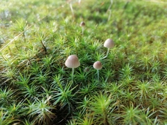 Mycena epipterygia
