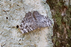 Hamadryas