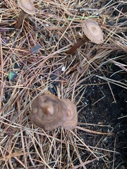 Cantharellula umbonata