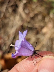 Campanula intercedens