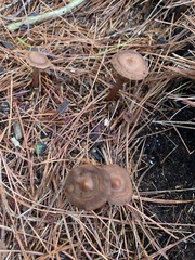 Cantharellula umbonata