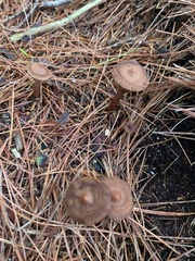 Cantharellula umbonata