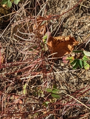 Campanula intercedens