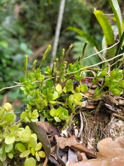 Peperomia berlandieri