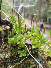 Peperomia berlandieri