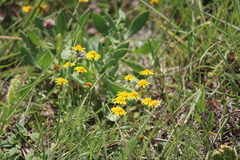 Thymophylla tenuiloba