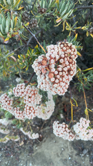 Eriogonum arborescens