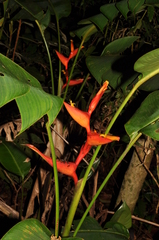Heliconia spathocircinata