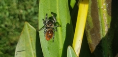 Phidippus regius