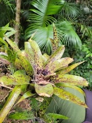 Neoregelia pauciflora