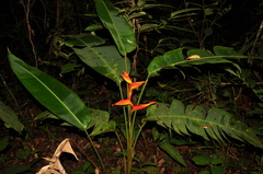 Heliconia spathocircinata