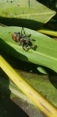 Phidippus regius