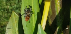 Phidippus regius