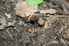 Craterellus fallax