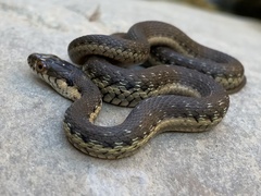 Thamnophis hammondii