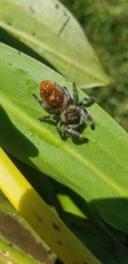 Phidippus regius