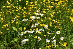 Matricaria chamomilla