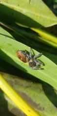 Phidippus regius