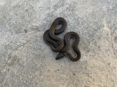 Thamnophis hammondii