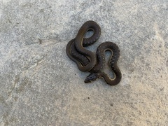 Thamnophis hammondii