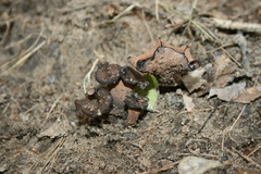 Craterellus fallax