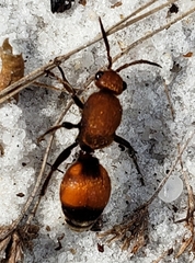 Dasymutilla bioculata