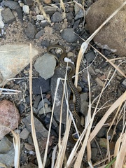 Thamnophis hammondii