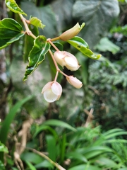 Begonia radicans