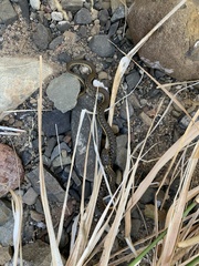 Thamnophis hammondii